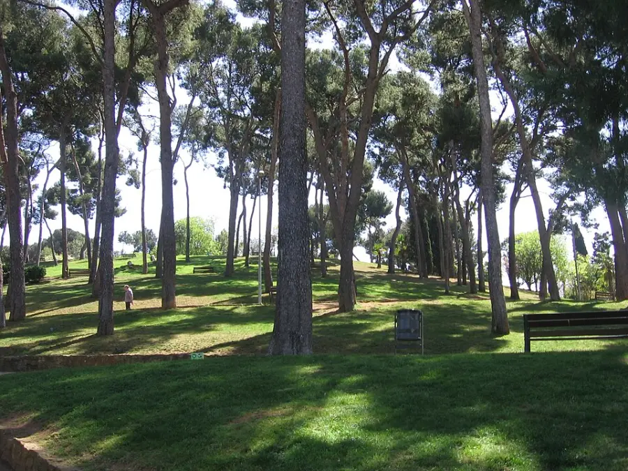 Pine trees and paths in the Parc del Turó de la Peira
